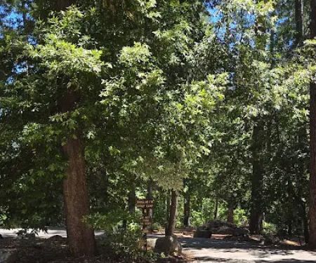 Douglas Fir Group Campground