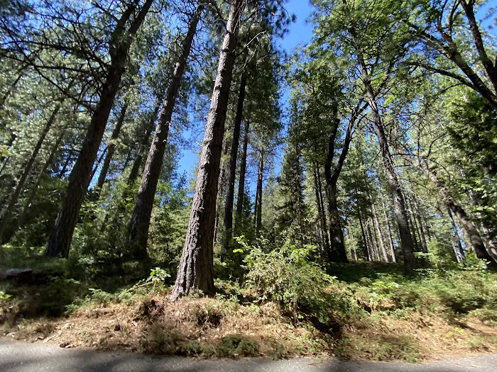 Chute Hill Campground Picture 9