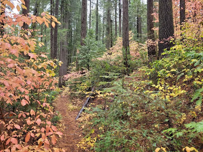 Skillman Campground Picture 3