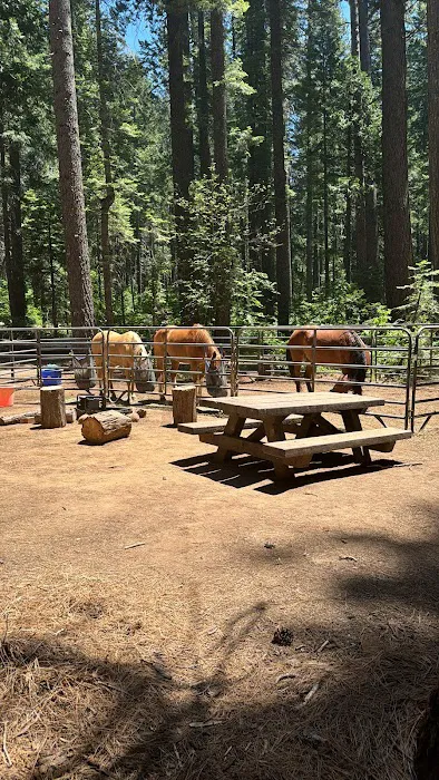 Skillman Campground Picture 1