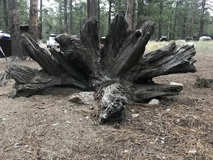 Ridge Campground Picture 6