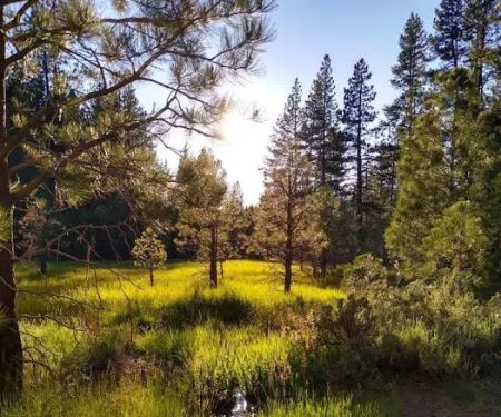 Boca Spring Campground