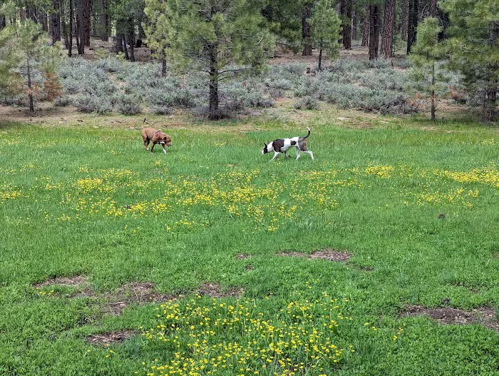 Boca Spring Campground Picture 8