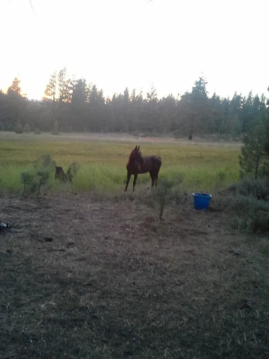 Boca Spring Campground Picture 10