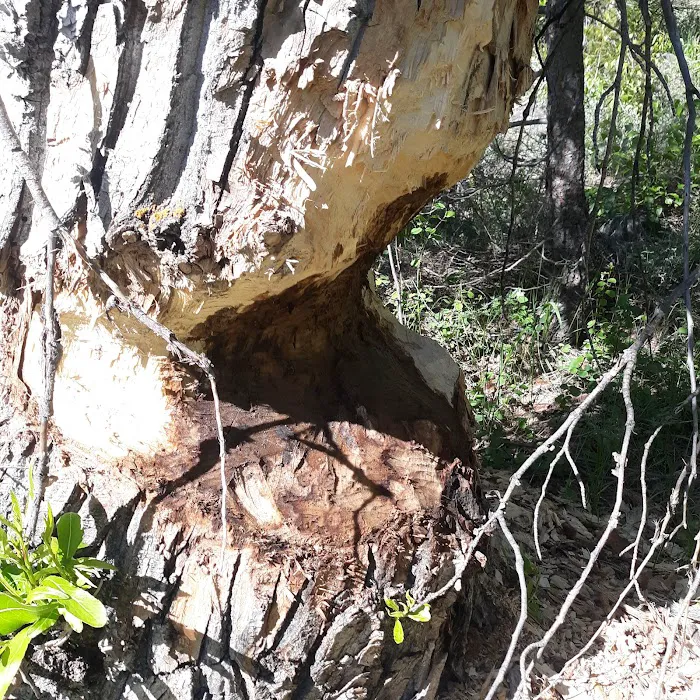 Granite Flat Campground Picture 10