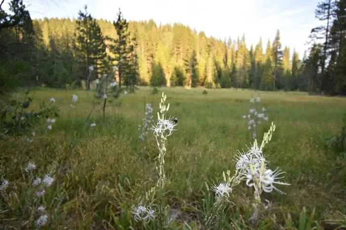 Onion Valley Campground Picture 9