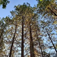 Orchard Springs Campground ico