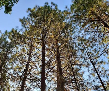 Orchard Springs Campground