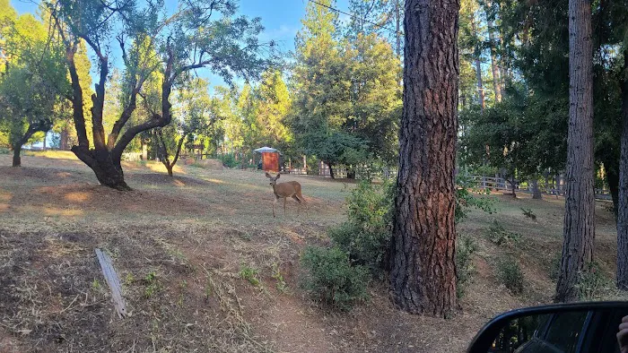 Orchard Springs Campground Picture 6