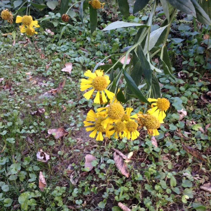 Ponderosa Mobile Home Park Picture 9