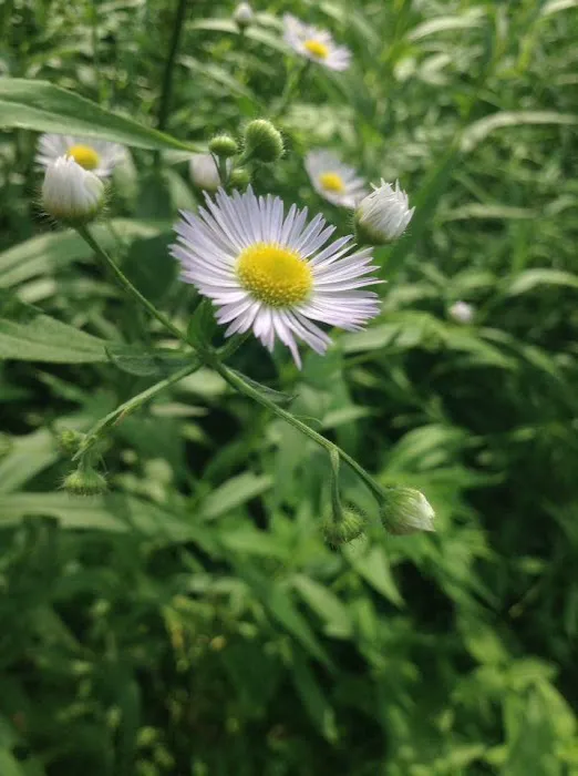 Ponderosa Mobile Home Park Picture 10