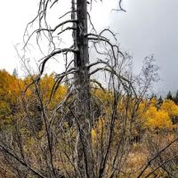 Watson Lake ico