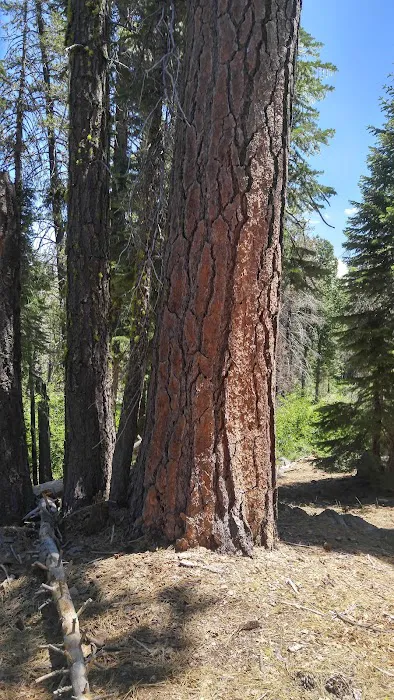 Black Bear Campground Picture 2