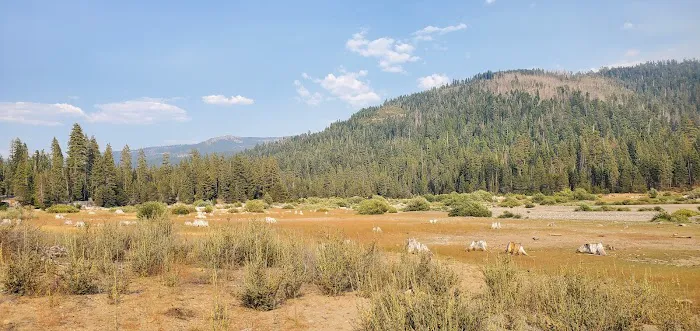 Lewis At French Meadows Picture 9