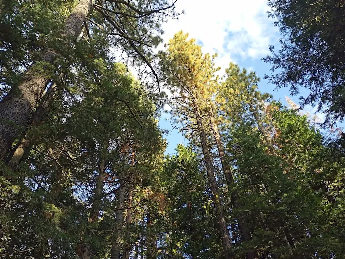 William Kent Campground Picture 3