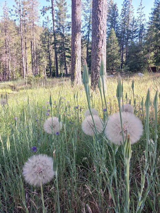 Shirttail Creek Family Campground Picture 4