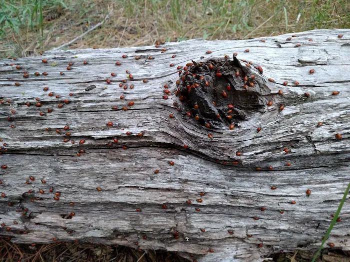 Manzanita Day Use Area Picture 9