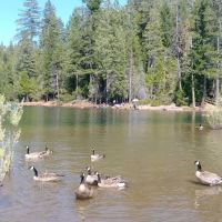 FORBES CREEK ico