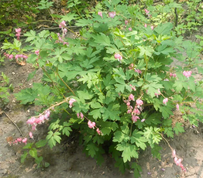 Tremain Mobile Home Park Picture 5