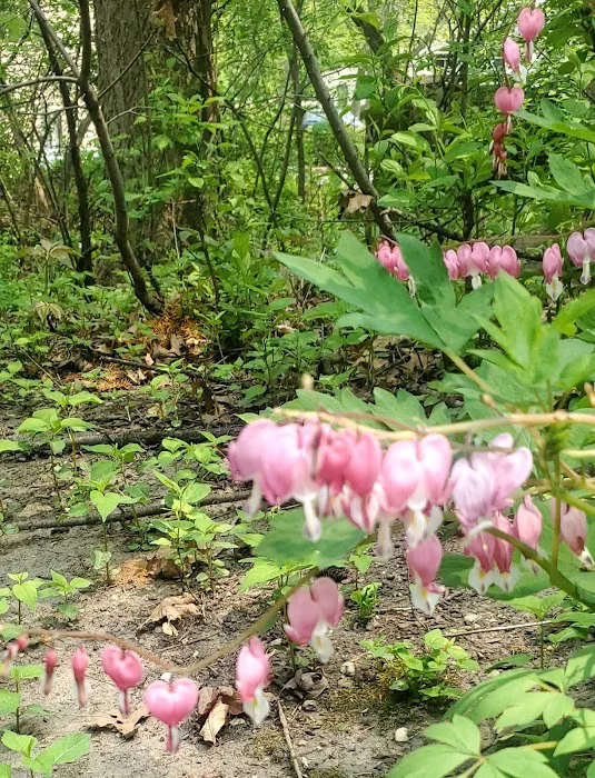 Tremain Mobile Home Park Picture 6