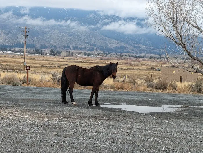 Washoe Lake State Park Campground Picture 8