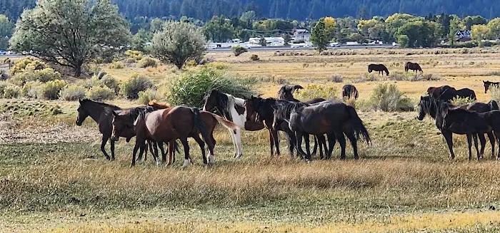 Washoe Lake State Park Campground Picture 3