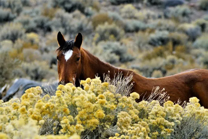 Washoe Lake State Park Campground Picture 9