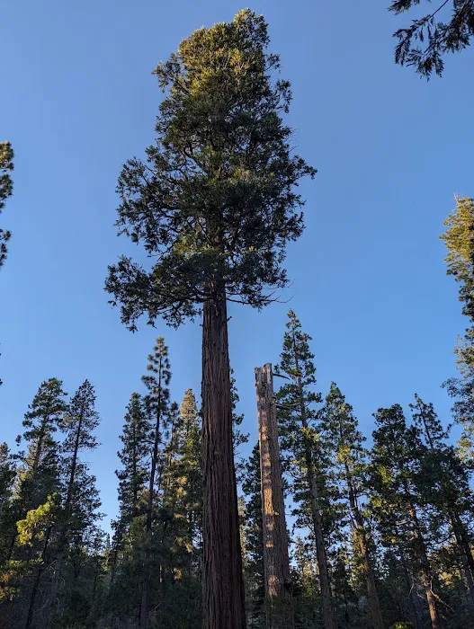 Airport Flat Campground Picture 9