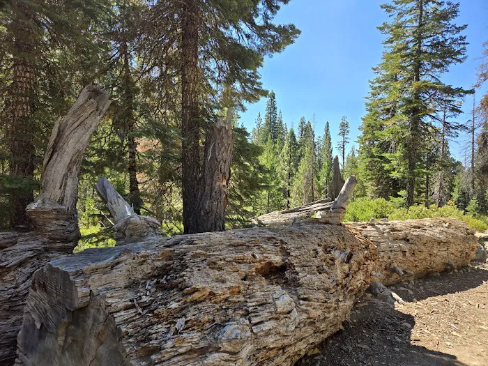 Gerle Creek Campground Picture 7