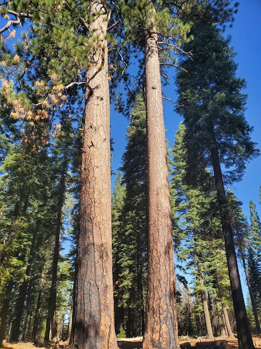 South Fork Group Campground Picture 4