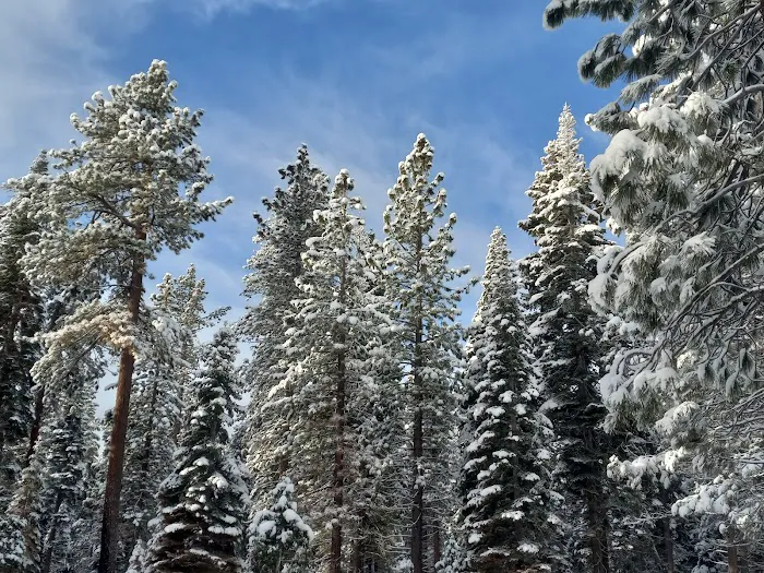 Sugar Pine Point Campground Picture 7