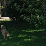 Ace Mobile Home Park