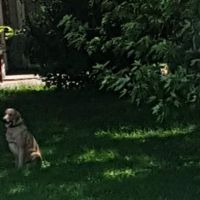 Ace Mobile Home Park ico