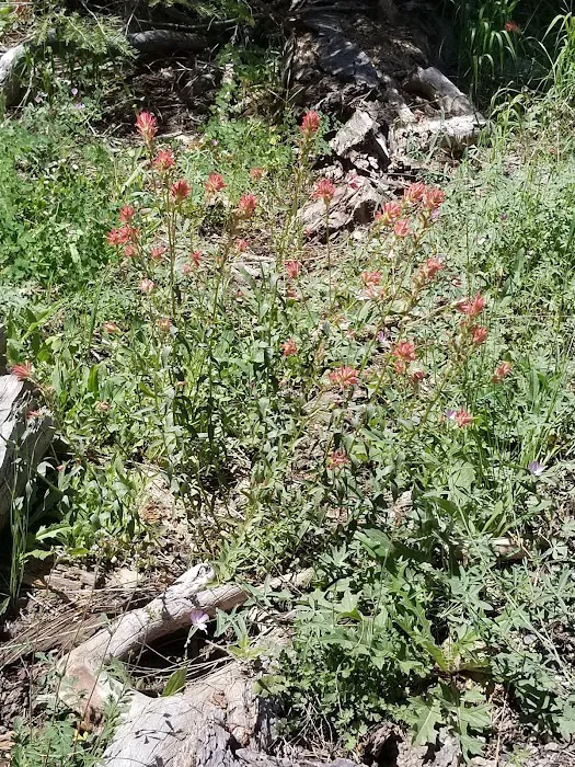 General Creek Campground Picture 6