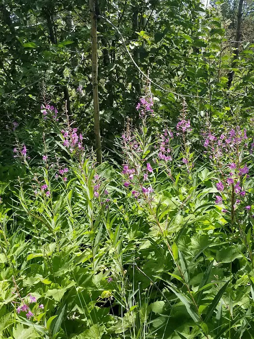 General Creek Campground Picture 8