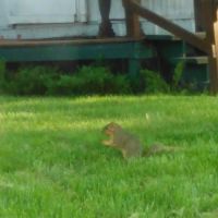 Oak Park Community ico