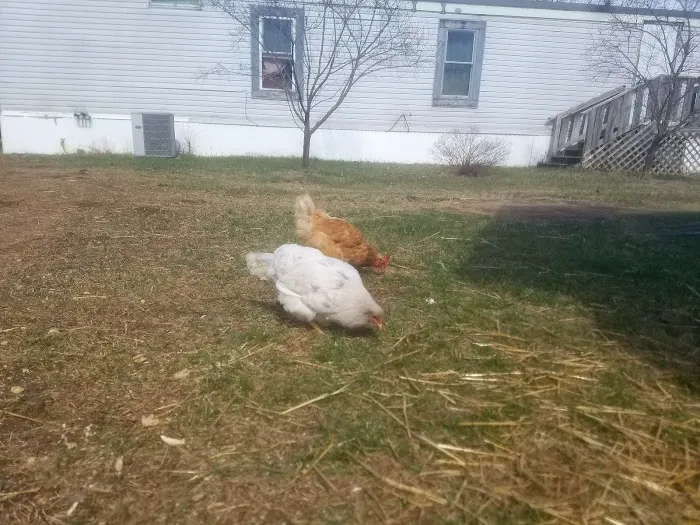 Louisa Court Picture 10