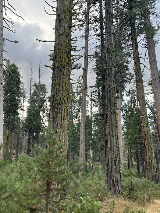 Yellowjacket Campground Picture 9