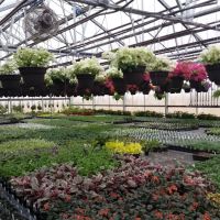 Squaw Creek Village ico