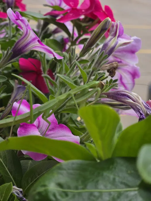 Squaw Creek Village Picture 2