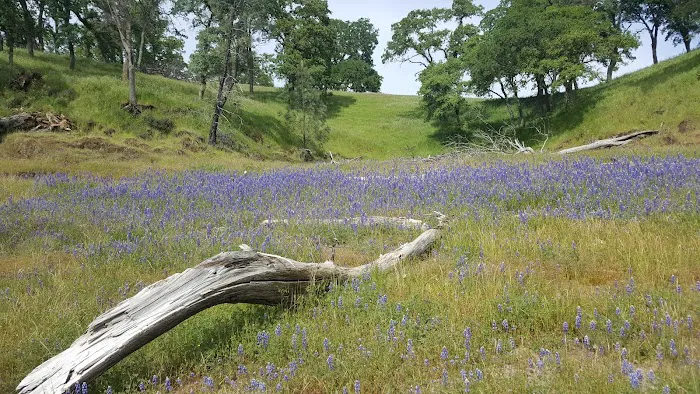 Peninsula Campground Picture 4