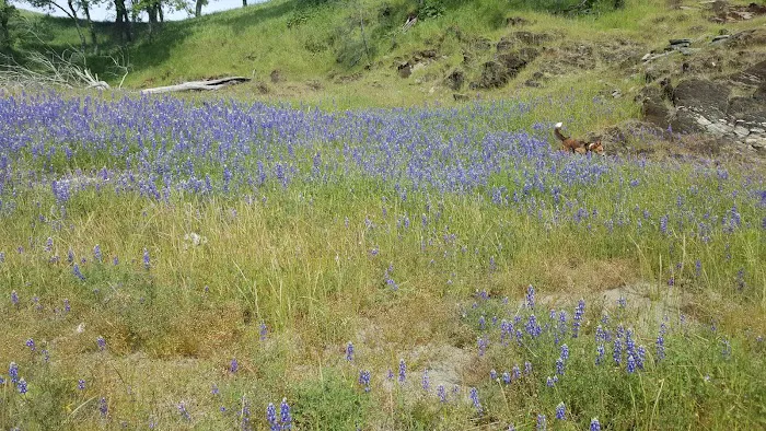Peninsula Campground Picture 6