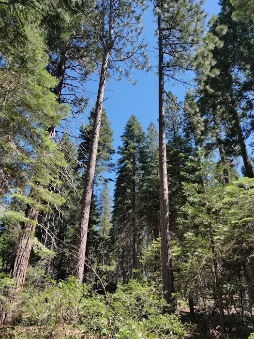 Stumpy Meadows Campground Picture 10