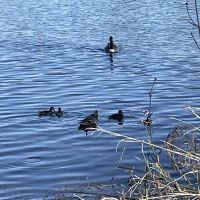 Black Miners Bar Group Camp ico