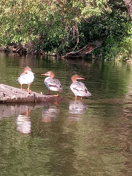 Black Miners Bar Group Camp Picture 7