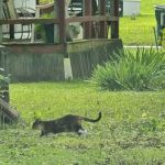 North Hills Mobile Park & Sale