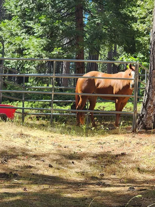 Black Oak Equestrian Camp Picture 7