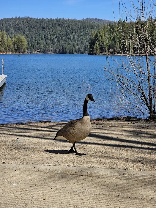 Sly Park Campground Picture 7