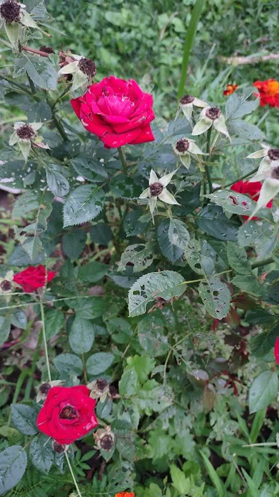 Kirkwood Estates Picture 2