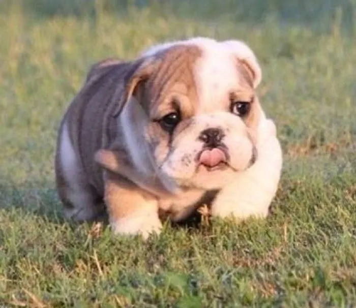 Sunrise Mobile Court Picture 3